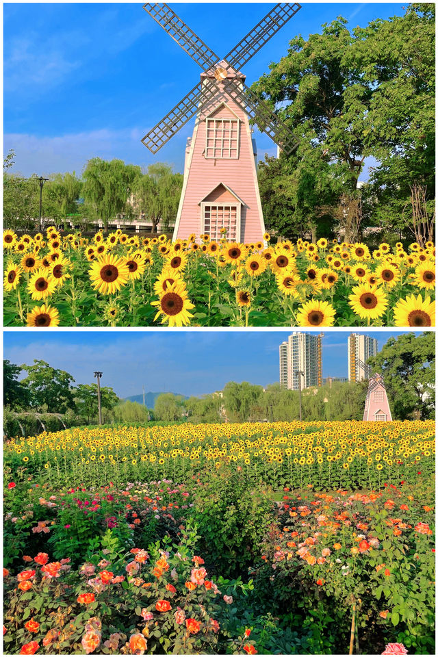 地鐵直達杭州這個公園開著漂亮的花