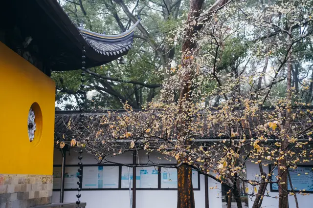 The wax plum blossoms at Xiyuan Temple are stunningly beautiful, embodying the essence of traditional Chinese ink painting