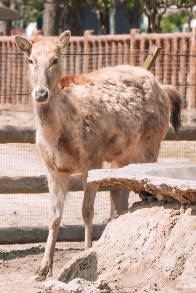 The Spring Equinox has arrived, come to the farming garden to see the elk