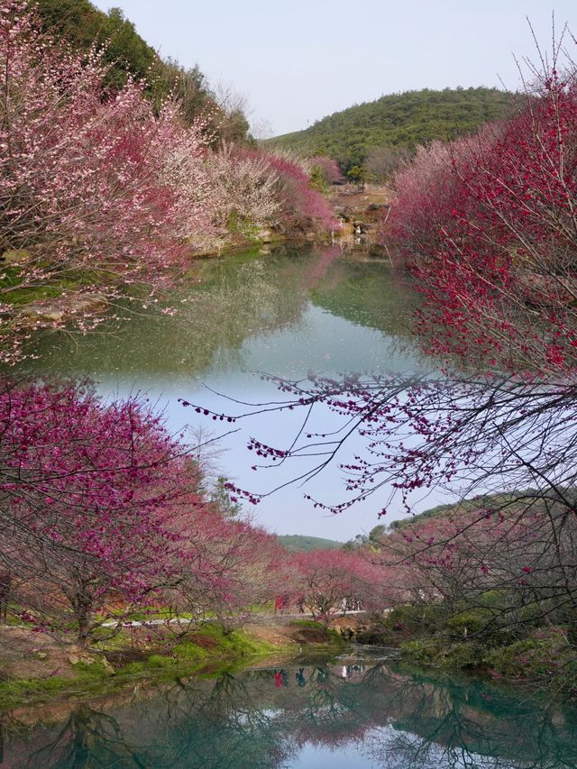 浙江小九寨溝花已開！