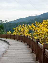 開滿黃花風鈴木的國家森林公園