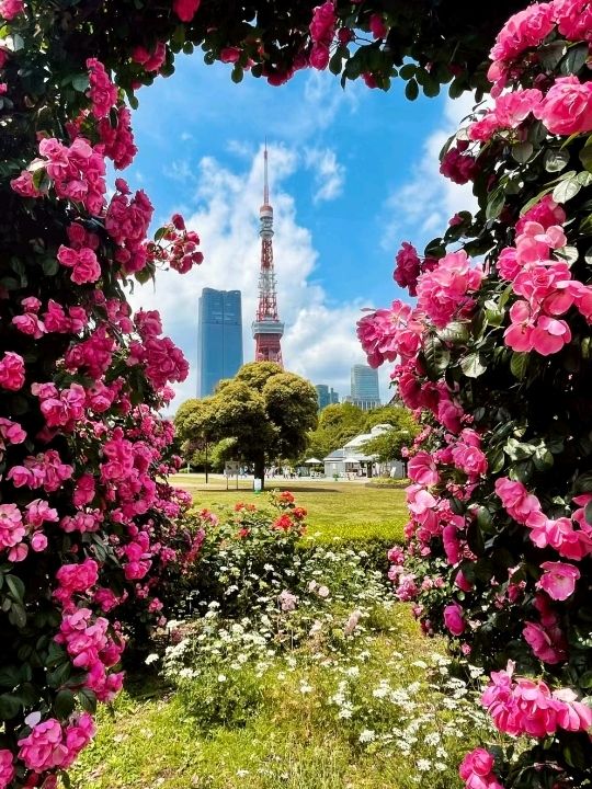 Excellent Tokyo Tower in Japan 🗼🇯🇵