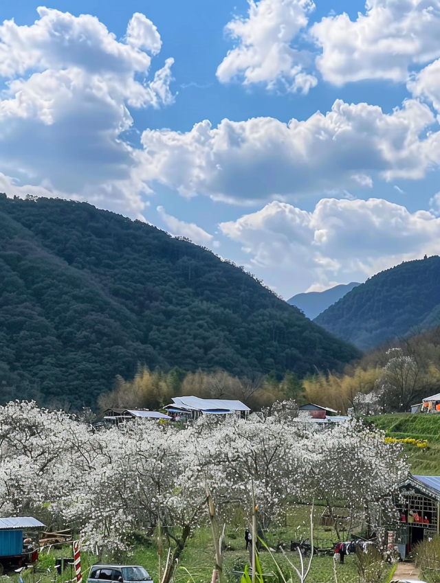 水浪花谷：廣東的隱秘李花天堂