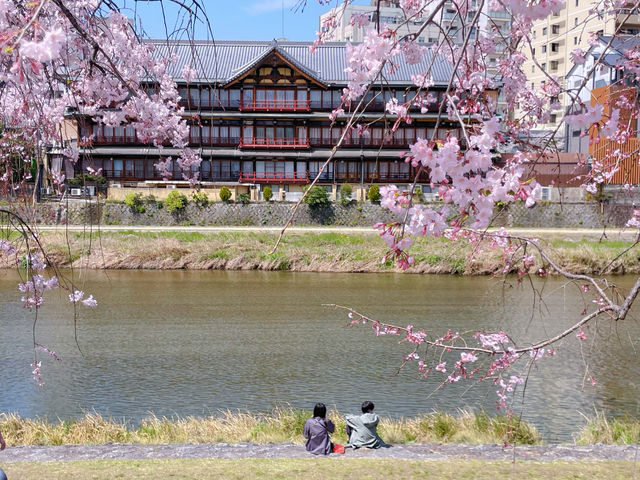 京都賞花｜在鴨川邊 悠閒野餐