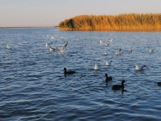 Bayannur's Ulan Suhai Lake | The Pearl Beyond the Great Wall