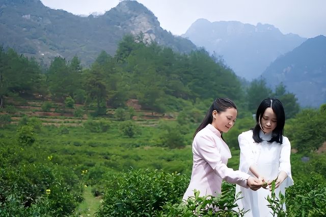 四月翡翠春採茶