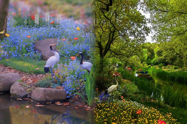 現實版莫奈花園‖上海共青森林公園