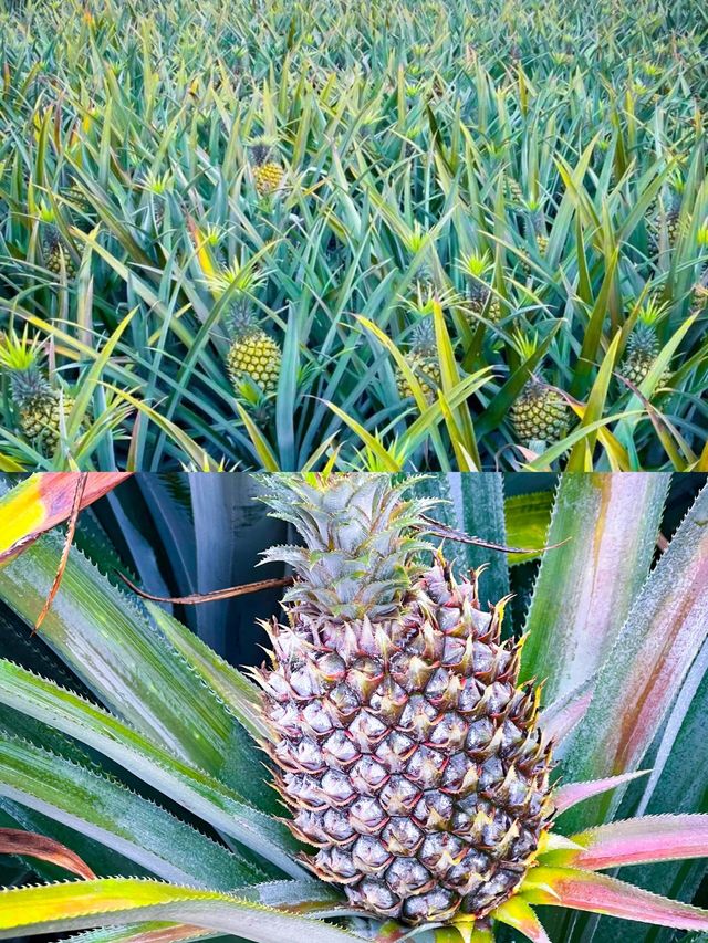 歡迎來我的家鄉玩|徐聞菠蘿的海