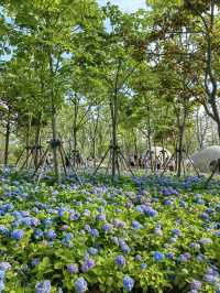 徐匯這個公園不宣傳繡球花海糊塗啊