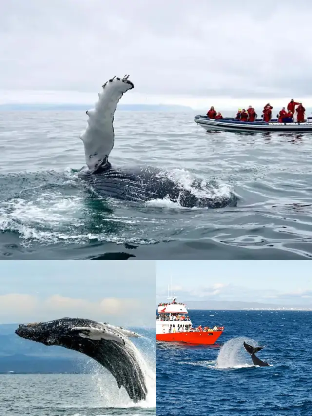 Reykjavik Whale Watching Guide, Unveiling the Mystical Journey of Iceland