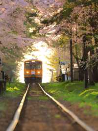 最懂日本櫻花的人都在跟著「百選名所」賞櫻。