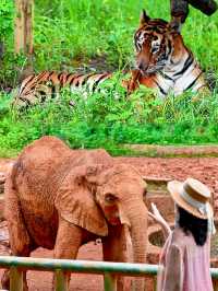 高鐵直達走進動物王國48H暢玩攻略