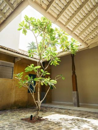 🌴✨ Serene Stay in Sri Lanka: Sitara Weligama's Top Picks 🏖️💤