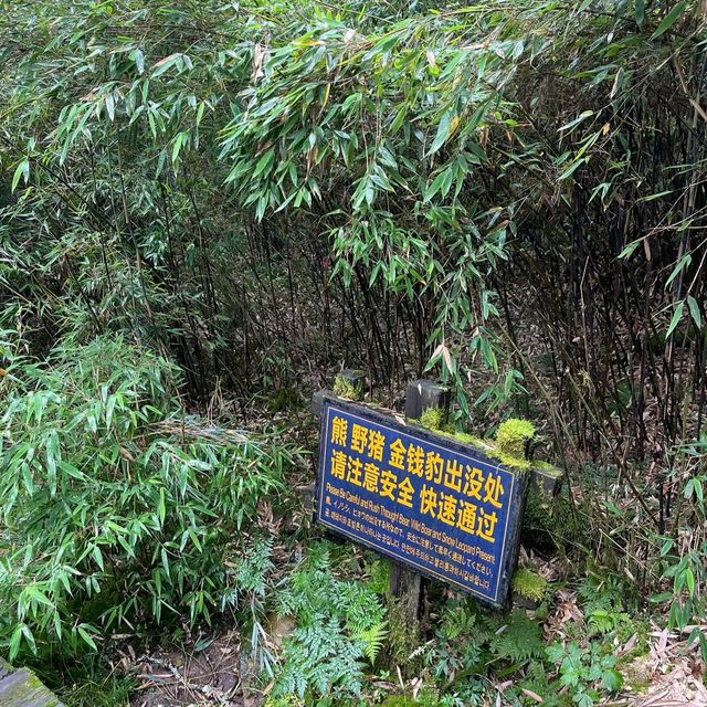 8月初的神農架，很美很涼爽，但是來前請三思