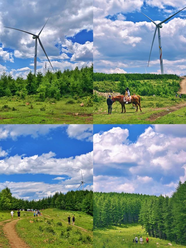 20°的避暑山野油畫般的高山草甸