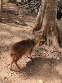 昆明圓通山動物園