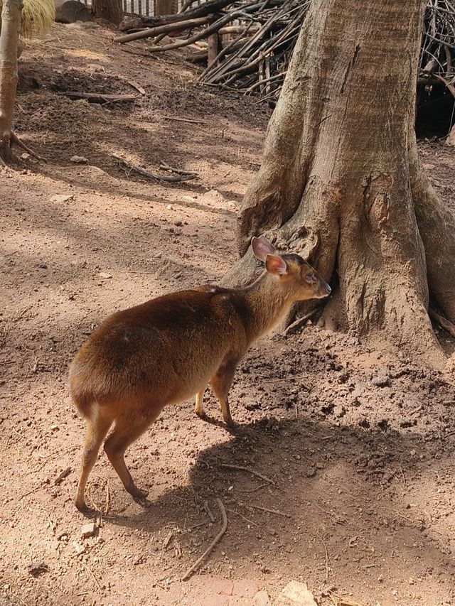 昆明圓通山動物園