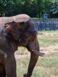 西安秦嶺野生動物園。
