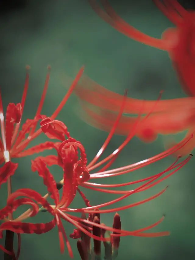 《浐灞秋水共長天，曼珠沙華映古韻》。