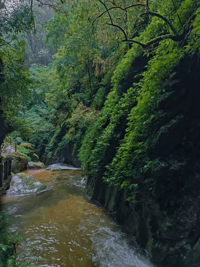 Travel Guide for Ailao Mountain Scenic Area, Yuxi City, Yunnan Province.