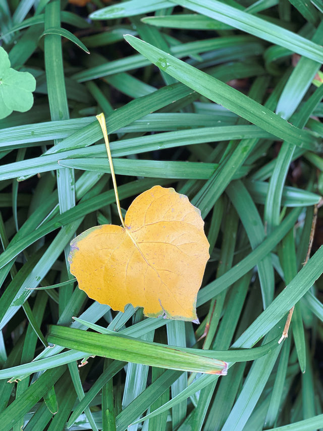 滿園桂雨！一起去尋覓那「桂花味」的秋天。