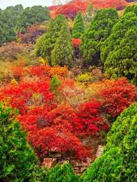 山東石門坊｜齊魯紅葉。