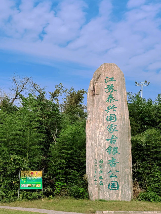 泰興｜小村莊裡的古銀杏公園。