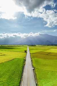 在池上隨著稻香繼續奔跑，這是真實的畫面。