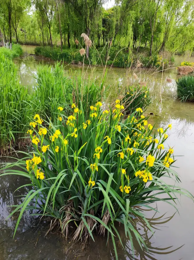 浐灞濕地公園|景美景奇生態佳之地。