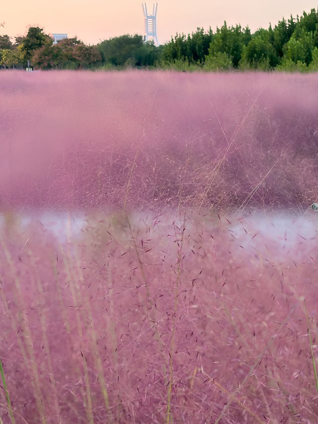 這就是今年看到的最美粉黛草——鄭州北龍湖公園。
