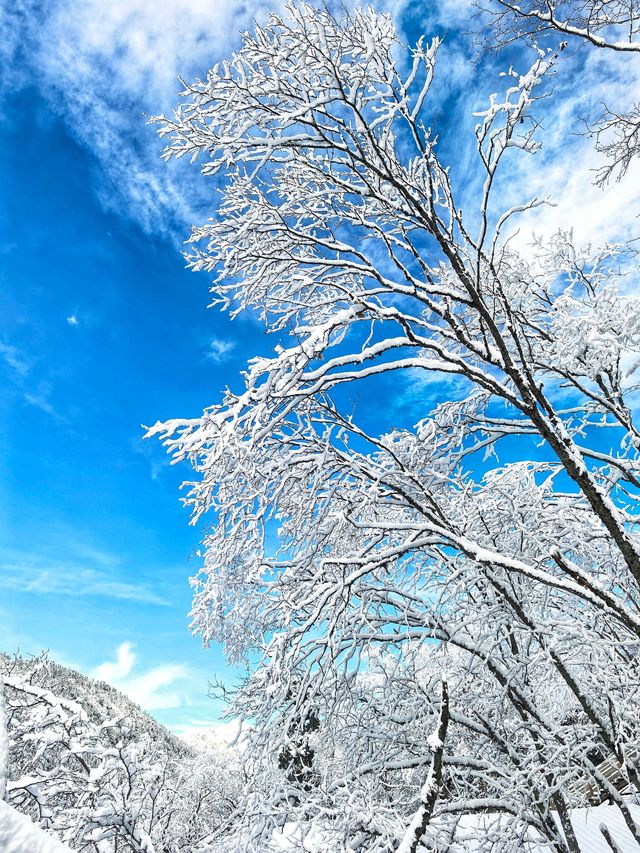 雪後的黃龍和九寨溝。