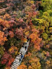 答應我，北京的秋天一定要來一趟坡峰嶺。