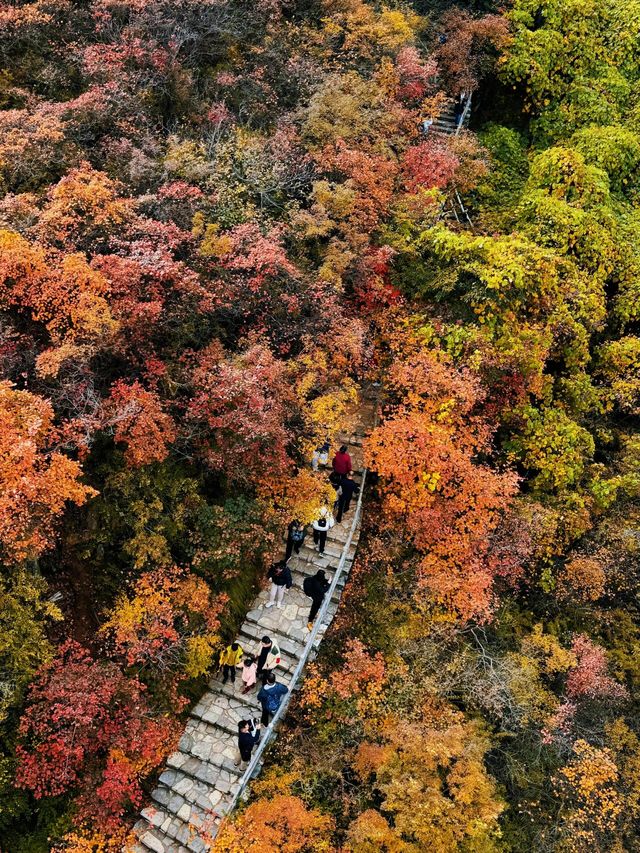 答應我，北京的秋天一定要來一趟坡峰嶺。