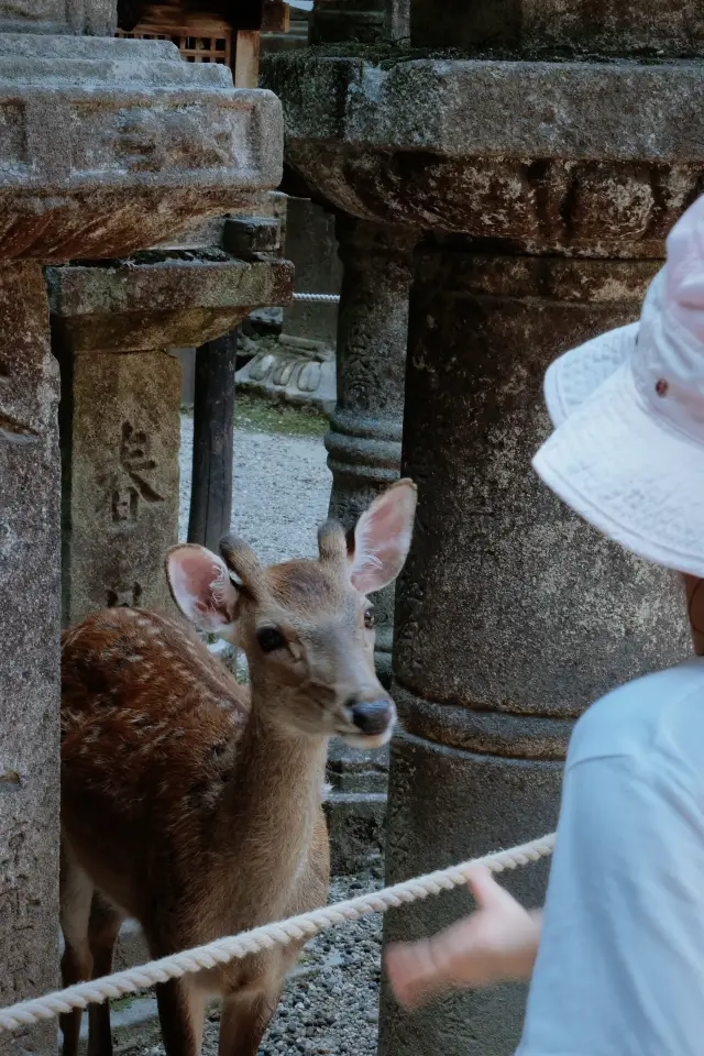Depart from Kyoto｜Uji and Nara 1-day itinerary is here.