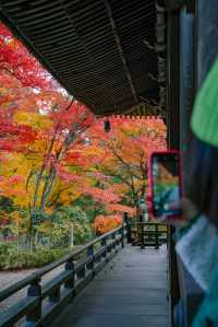 日本京都｜漫山紅葉與花水手的秋日至美。