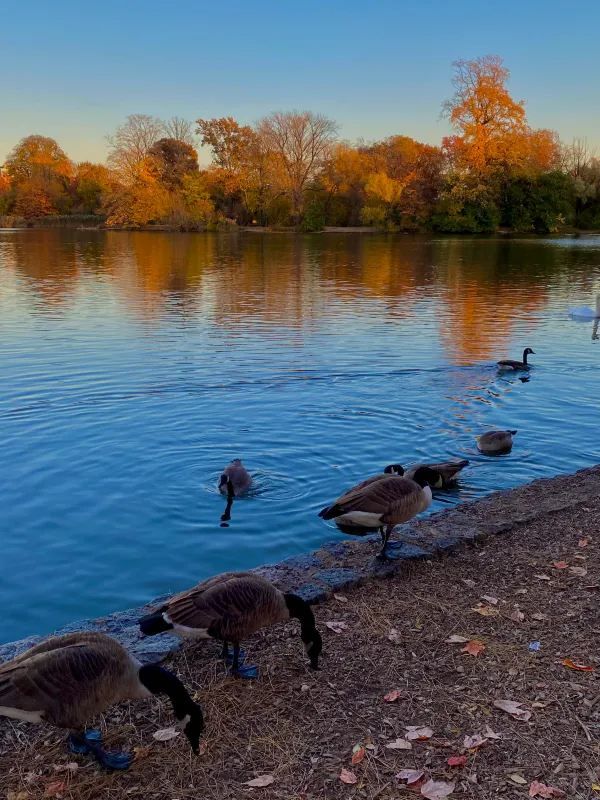 Autumn in NYC is Stunning