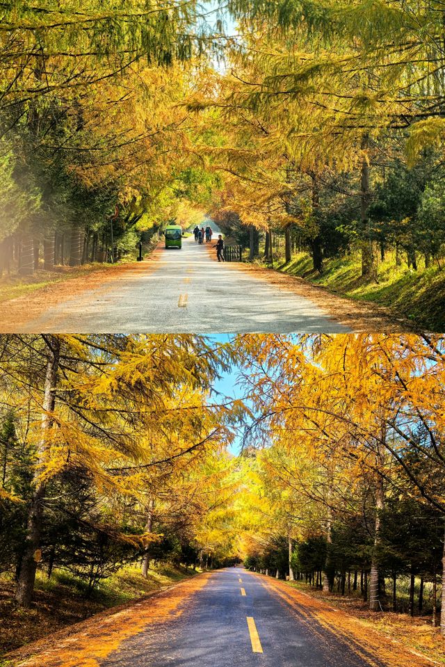 陝西留壩紫柏山秋景。