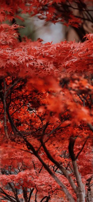 Longjiashan Forest Park: Catch the end of the red leaf season. 