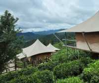 普洱倚象山營地:自然奢華的茶園之旅