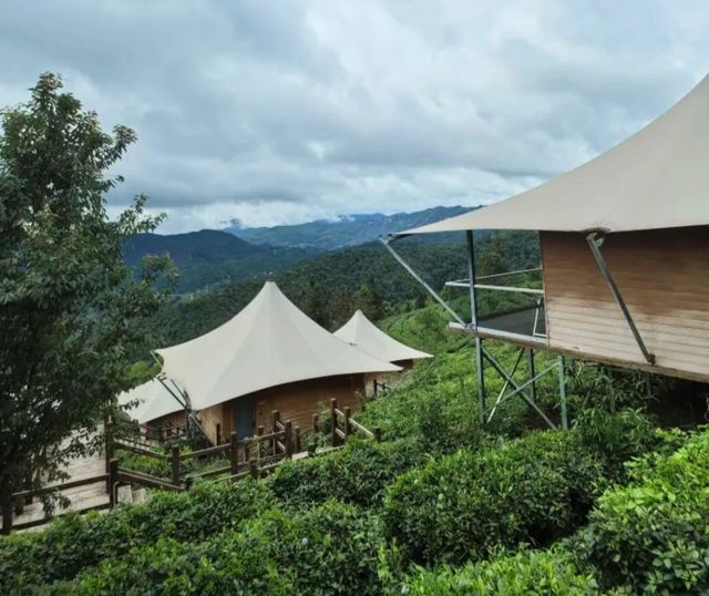 普洱倚象山營地:自然奢華的茶園之旅 普洱倚象山營地:自然奢華的茶園之旅