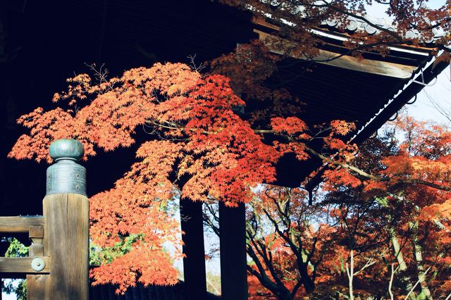 京都紅葉極推薦「真如堂」