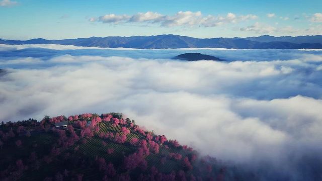 12月份不是快結束了嗎，抓緊時間去看最美的櫻花吧