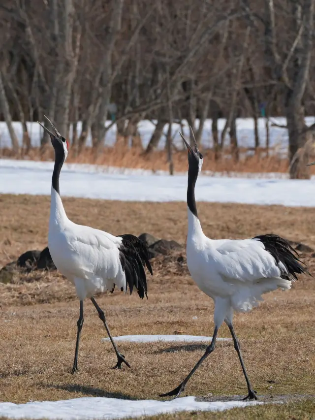 일본 7일 여행 연말연시 가이드 초보자 필독