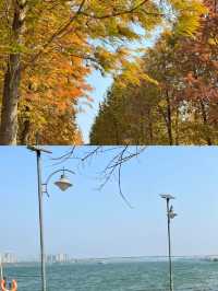 廣州周邊遛娃北江南岸公園落羽杉紅了