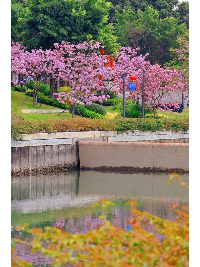 賞花季｜冬天的浪漫是紫風鈴木花海給的