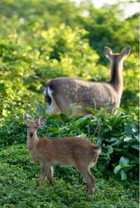 海南熱帶野生動植物園  帶着小娃正好