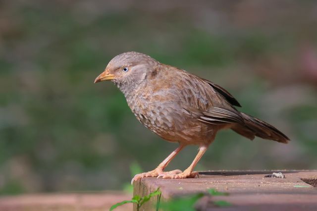 Common Animals in the Royal Botanical Gardens of Kandy
