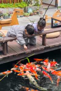 喺肇慶星湖旁嘅民宿，品茶餵魚兩不誤