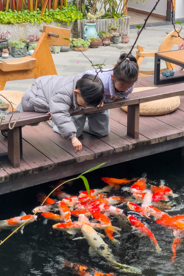 喺肇慶星湖旁嘅民宿，品茶餵魚兩不誤