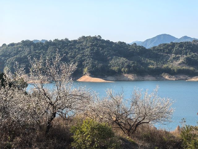 陸河南告水庫賞梅